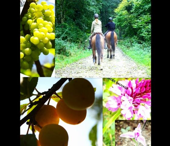 54200 LUCEY -Terrain 1433 m2 avec verger/Sécurisé/parking/Portail 5m20/35990HAI