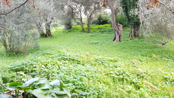 Pino (20228) Terrain ensoleillé 1800 m² avec CU positif