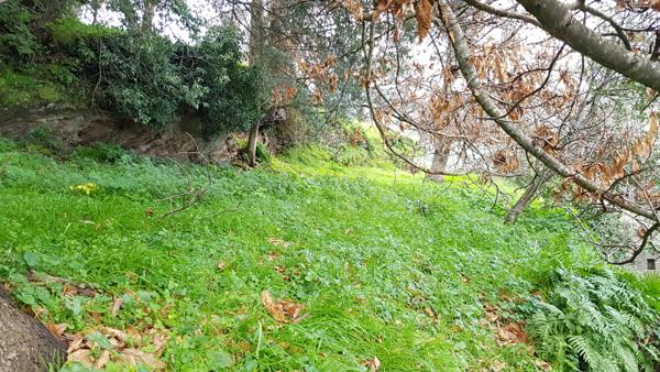 Pino (20228) Terrain ensoleillé 1800 m² avec CU positif