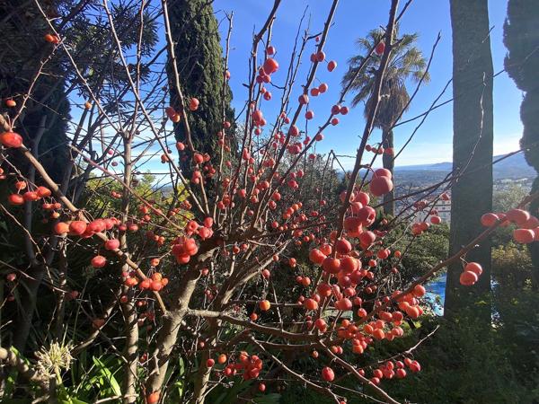 EXCLUSIVITE - Maison d’artiste Art-Déco florentin à Grasse – Quartier Rothschild