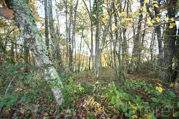 Achat terrain près de SALVAGNAC - 3910 m² - 11 000 €