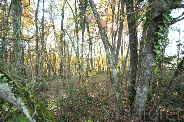 Achat terrain près de SALVAGNAC - 3910 m² - 11 000 €