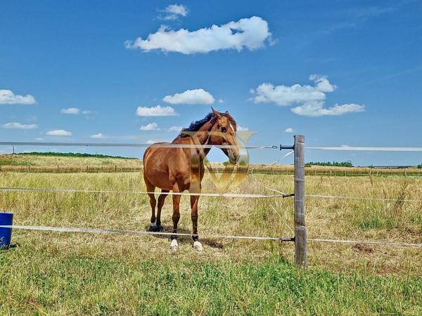 "LE RANCH" - Propriété équestre de 4,5 hectares sur Bléré
