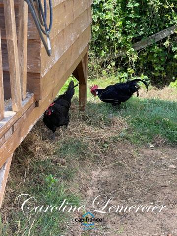 Maison à vendre 4 pièces proche Bonnetable (72) chalet d habitation 3 chambres, plan d ' eau terrain 5000 m²