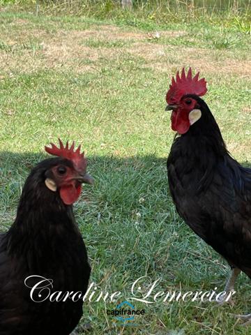 Maison à vendre 4 pièces proche Bonnetable (72) chalet d habitation 3 chambres, plan d ' eau terrain 5000 m²