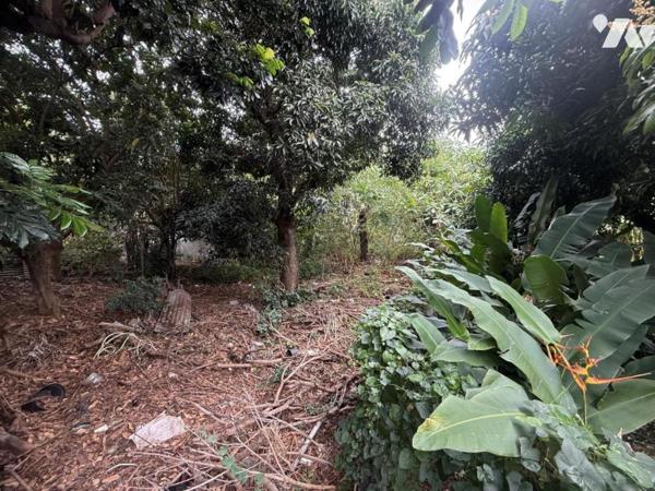 Terrain 1 290 m²