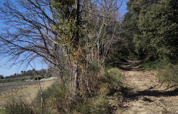 MAISON ET DOMAINE VITICOLE SUR 57 HECTARES - VIGNES EN AOP