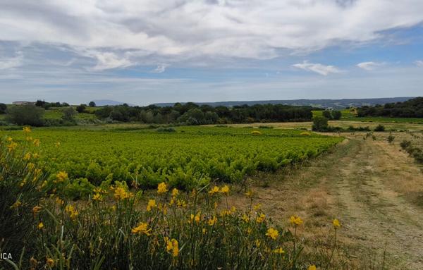 MAISON ET DOMAINE VITICOLE SUR 57 HECTARES - VIGNES EN AOP