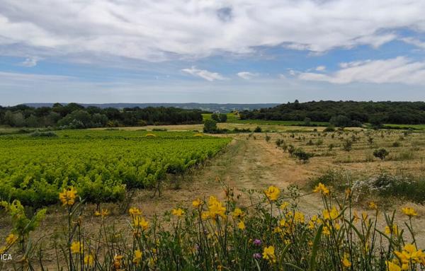 MAISON ET DOMAINE VITICOLE SUR 57 HECTARES - VIGNES EN AOP