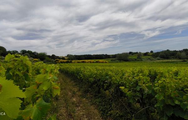 MAISON ET DOMAINE VITICOLE SUR 57 HECTARES - VIGNES EN AOP
