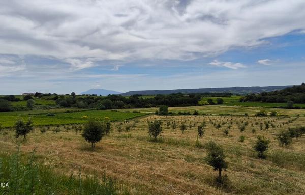 MAISON ET DOMAINE VITICOLE SUR 57 HECTARES - VIGNES EN AOP