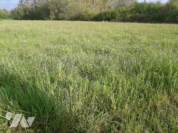 PROCHE CONTRES, 20 MNS SUD DE BLOIS