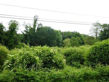 Terrain de loisirs - Bois - Etang à vendre à Plouray dans le Morbihan (56770), ref : 56075-2387