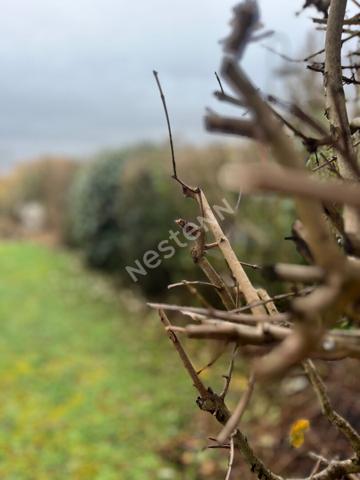 À vendre: Investissement locatif Maison avec 3 chambres avec locataires en place, secteur prisé du CHU de Poitiers