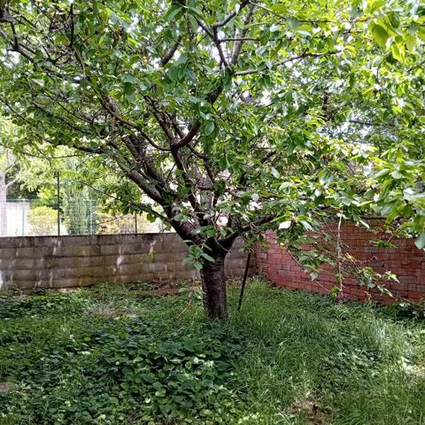 Maison de village 3-faces avec garage et jardin à trois pas Villepinte (11150)