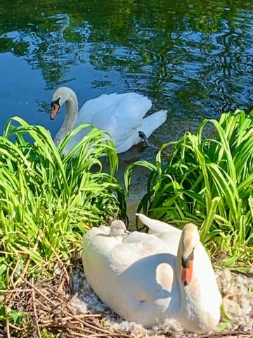 Vente / Corps de ferme