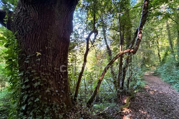 Terrain en zone naturelle et forestière boisé et fleuri de 4 880,00 m² proche de QUIMPER (29)