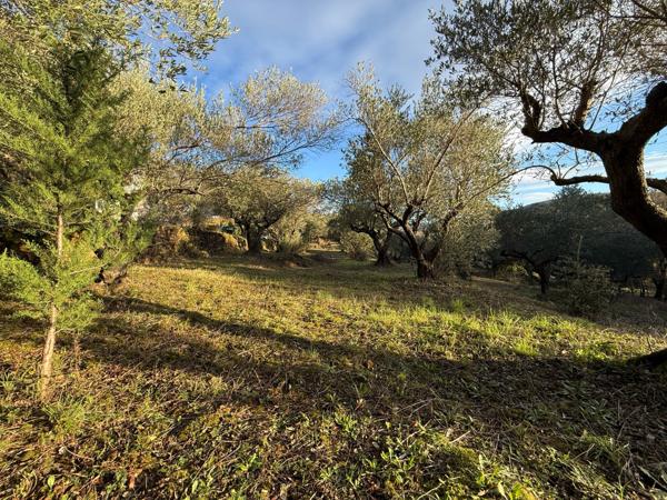 Olmet-et-Villecun (34700) Superbe villa 4 chambres 121 m² Terrain 2461 m² arboré d’oliviers