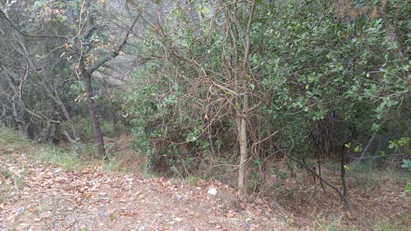 Terrains de loisirs à vendre de 7 769,00 m² (2 parcelles) PEILLE (06)
