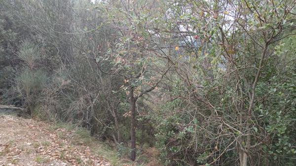Terrains de loisirs à vendre de 7 769,00 m² (2 parcelles) PEILLE (06)