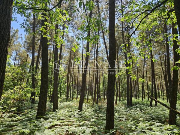 Intéressante propriété forestière de 20 ha dans la Sarthe