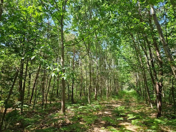 Intéressante propriété forestière de 20 ha dans la Sarthe