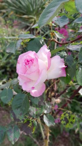 Immobilier Saint-Maximin-la-Sainte-Baume (83470) – Maison 228.5m2 – 950 000 €