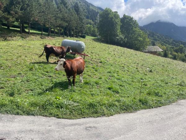 Dpt Haute Savoie (74), à vendre LE PETIT BORNAND LES GLIERES terrain