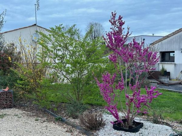 Maison contemporaine Saintes CENTRE VILLE 203 m²