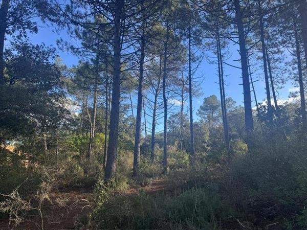 Vente / Maison et grand terrain