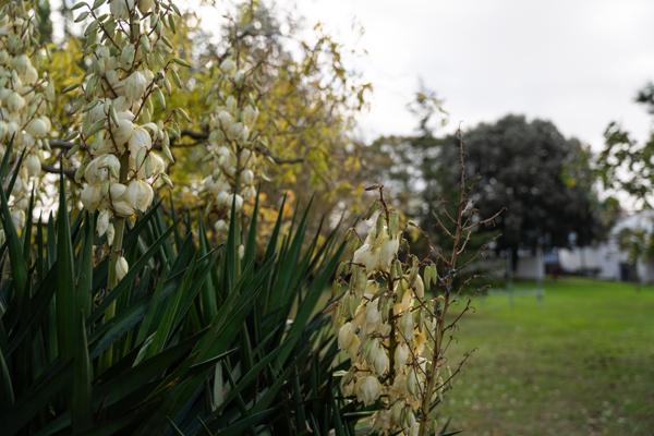 Villa avec piscine à proximité pédestre de la Citadelle du Château d'Oléron et de ses plages.