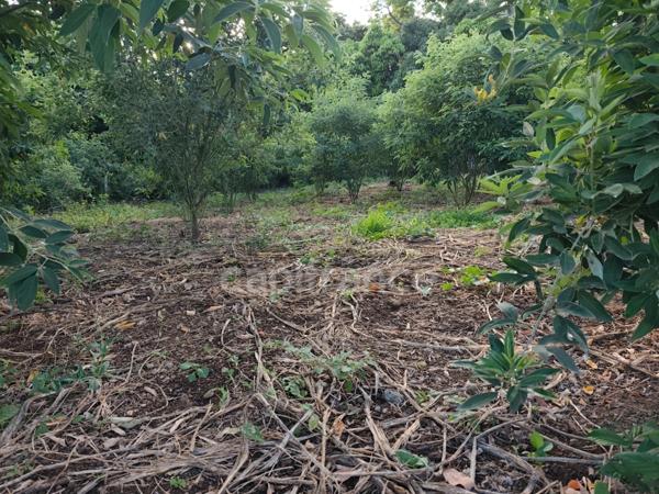 Terrain à vendre BAILLIF (971)