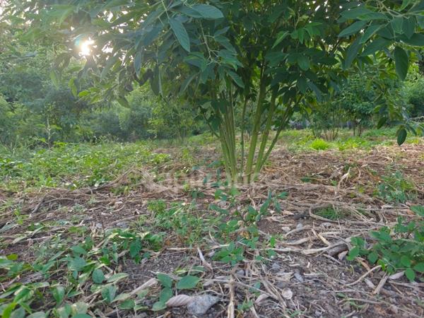 Terrain à vendre BAILLIF (971)