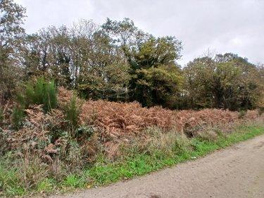 Terrain de loisirs - Bois - Etang à vendre à Allaire dans le Morbihan (56350), ref : 56084-354