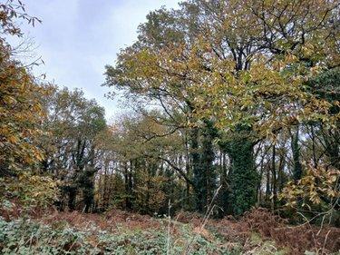 Terrain de loisirs - Bois - Etang à vendre à Allaire dans le Morbihan (56350), ref : 56084-354