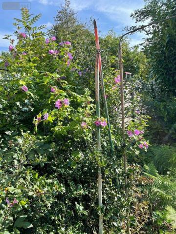 Maison à vendre à Tourcoing dans le Nord (59200), ref : 12995/870