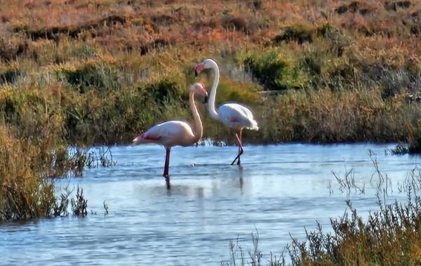 Vente Appartement P2 A 200 mètres de la plage rénové(e) Portiragnes-plage   