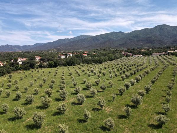 A vendre à Montesquieu Des Albères Maison 3/4 faces comprenant une maison 3 pièces de 50 m²avec garage de 120 m², une maison de 180 m² à restaurer sur terrain de 5100 m² plus une oliveraie de 28708 m²