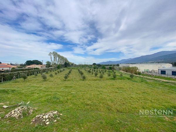 A vendre à Montesquieu Des Albères Maison 3/4 faces comprenant une maison 3 pièces de 50 m²avec garage de 120 m², une maison de 180 m² à restaurer sur terrain de 5100 m² plus une oliveraie de 28708 m²