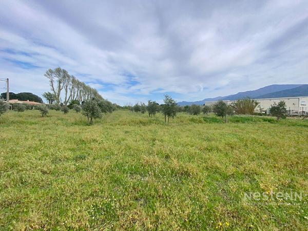 A vendre à Montesquieu Des Albères Maison 3/4 faces comprenant une maison 3 pièces de 50 m²avec garage de 120 m², une maison de 180 m² à restaurer sur terrain de 5100 m² plus une oliveraie de 28708 m²