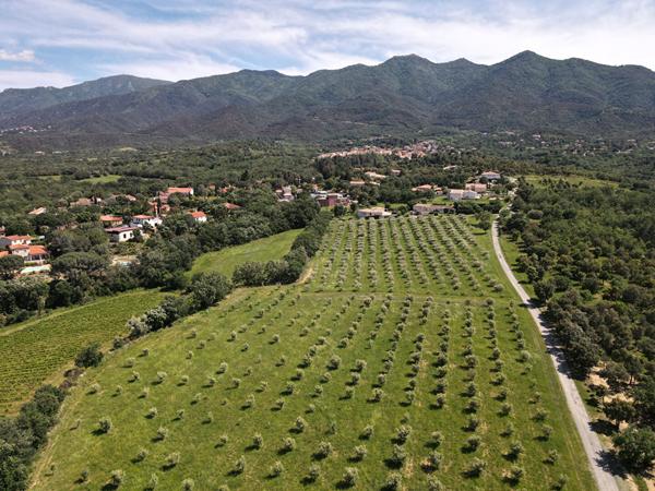 A vendre à Montesquieu Des Albères Maison 3/4 faces comprenant une maison 3 pièces de 50 m²avec garage de 120 m², une maison de 180 m² à restaurer sur terrain de 5100 m² plus une oliveraie de 28708 m²