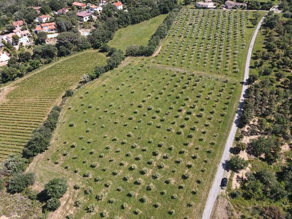 A vendre à Montesquieu Des Albères Maison 3/4 faces comprenant une maison 3 pièces de 50 m²avec garage de 120 m², une maison de 180 m² à restaurer sur terrain de 5100 m² plus une oliveraie de 28708 m²