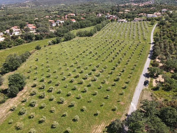 A vendre à Montesquieu Des Albères Maison 3/4 faces comprenant une maison 3 pièces de 50 m²avec garage de 120 m², une maison de 180 m² à restaurer sur terrain de 5100 m² plus une oliveraie de 28708 m²