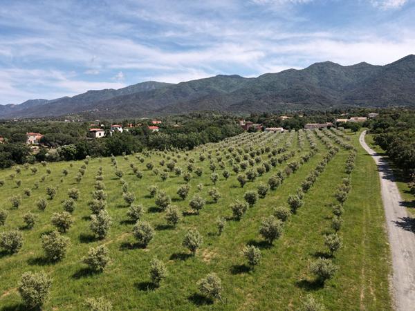 A vendre à Montesquieu Des Albères Maison 3/4 faces comprenant une maison 3 pièces de 50 m²avec garage de 120 m², une maison de 180 m² à restaurer sur terrain de 5100 m² plus une oliveraie de 28708 m²