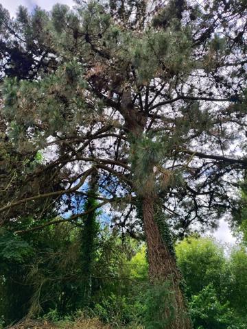 Maison 4400m2 dépendance, étang