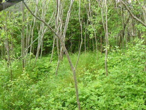 Maison à restaurer à vendre à Raon-sur-Plaine dans les Vosges (88110), ref : 88012-2185