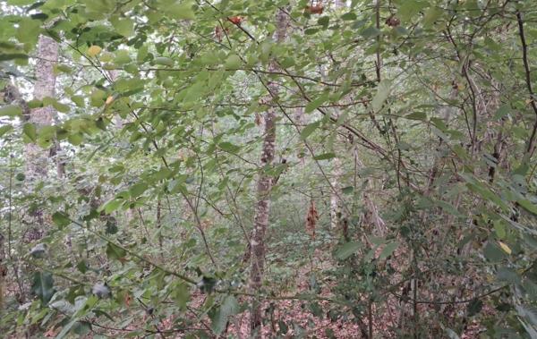 Vente Terrain Non-constructible Saint-paul