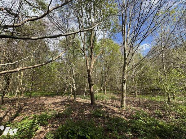 ORBEC Proche, bois de 11ha