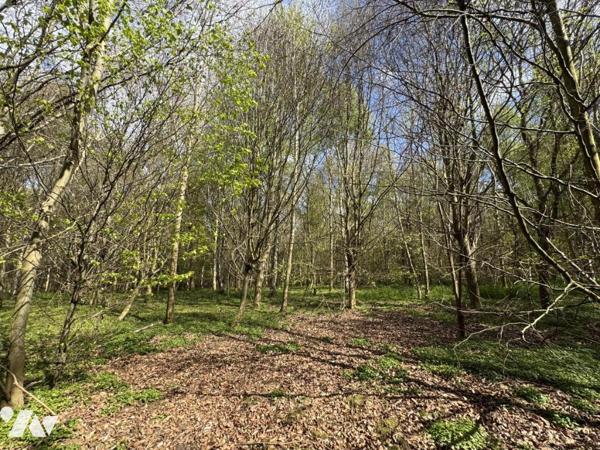 ORBEC Proche, bois de 11ha