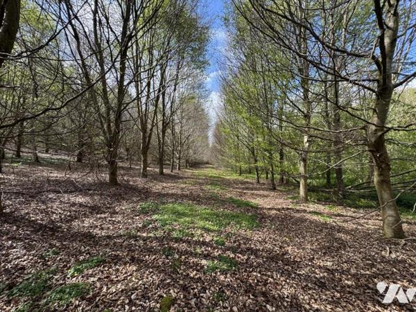ORBEC Proche, bois de 11ha